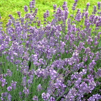 Lavandula angustifolia 'Munstead' - Munstead Lavender