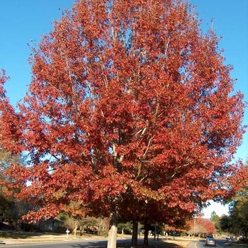 Quercus shumardii - Shumard Oak