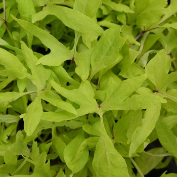 Sweet potato vine - Margarite Dwarf Sweet potato vine - Margarite Dwarf