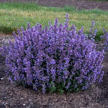 Nepeta hybrid - 'Cat's Pajamas'