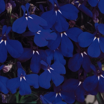 Lobelia erinus - 'Riviera Marine Blue' Lobelia erinus - 'Riviera Marine Blue'