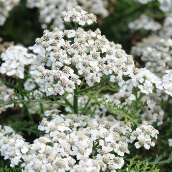 Achillea millefolium 'New Vintage™ White' - New Vintage White Yarrow