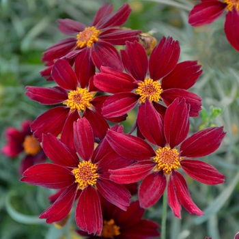 Coreopsis Permathread 'Red Satin' - Coreopsis Coreopsis Permathread 'Red Satin' - Coreopsis