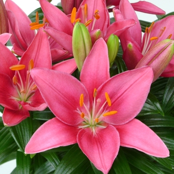 Lilium 'Tiny Pearl' - Tiny Pearl Lily Lilium 'Tiny Pearl' - Tiny Pearl Lily