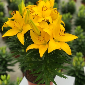 Lilium 'Tiny Ranger' and 'Tiny Bee' - 'Tiny Ranger' and 'Tiny Bee' Lily