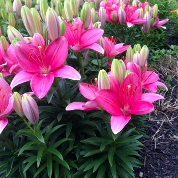 Lilium 'Tiny Toons' and 'Tiny Pearl' - 'Tiny Toons' and 'Tiny Pearl' Lily