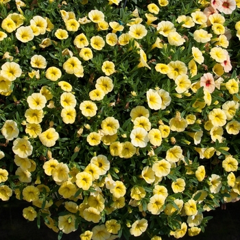 Calibrachoa hybrida 'Mini Famous Neo Yellow' - MiniFamous® Neo Mini Petunia Calibrachoa hybrida 'Mini Famous Neo Yellow' - MiniFamous® Neo Mini Petunia