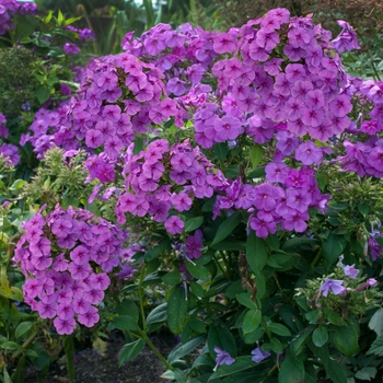 Phlox paniculata - Flame™ Purple Flame® Phlox paniculata - Flame™ Purple Flame®