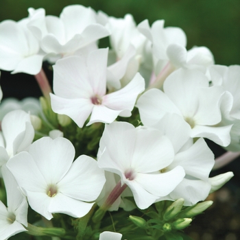 Phlox paniculata - White flame™ White Flame® Phlox paniculata - White flame™ White Flame®