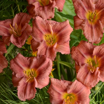 Hemerocallis 'Rosy Returns' - Rosey Returns Daylily Hemerocallis 'Rosy Returns' - Rosey Returns Daylily
