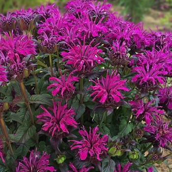 Monarda didyma 'Sugar Buzz Rockin Raspberry'[ - Sugar Buzz® Rockin' Raspberry Monarda