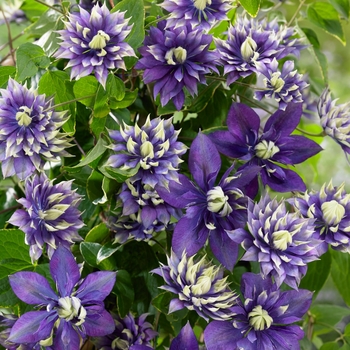 Clematis 'Taiga' - Clematis Clematis 'Taiga' - Clematis