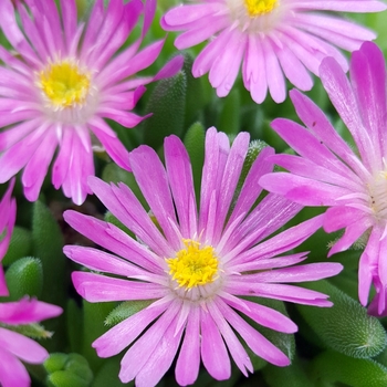 Delosperma 'Jewel of Desert Candystone' - Jewel of Desert Ice Plant Delosperma 'Jewel of Desert Candystone' - Jewel of Desert Ice Plant