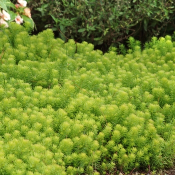 Sedum rupestre 'Angelina' - 'Angelina's Teacup' Sedum rupestre 'Angelina' - 'Angelina's Teacup'