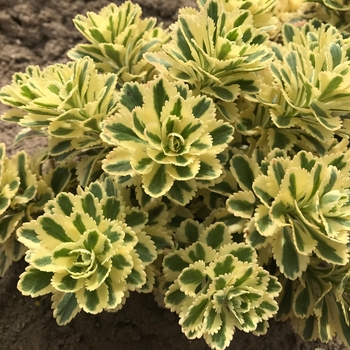 Sedum takesimense 'Atlantis' - Atlantis Sedum Sedum takesimense 'Atlantis' - Atlantis Sedum