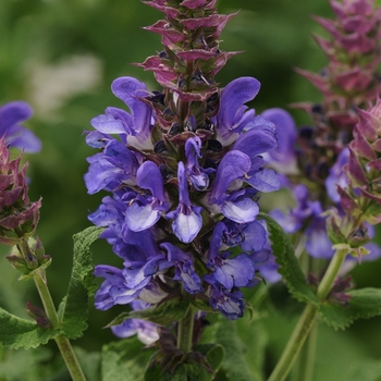 Salvia nemorosa 'Blue Marvel' - Blue Marvel Salvia 