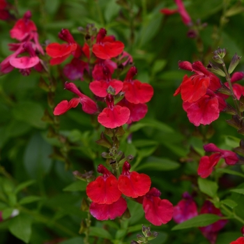 Salvia greggii - Mirage™ Cherry Red Salvia greggii - Mirage™ Cherry Red