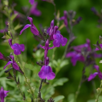 Salvia greggii - Mirage™ Deep Purple Sage Salvia greggii - Mirage™ Deep Purple Sage