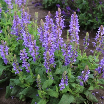 Salvia nemorosa 'Sky Blue Marvel' - Sky Blue Marvel Salvia Salvia nemorosa 'Sky Blue Marvel' - Sky Blue Marvel Salvia