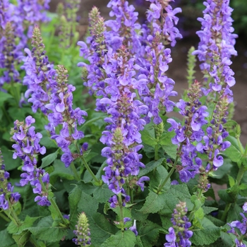 Salvia nemorosa 'Sky Blue Marvel' - Sky Blue Marvel Meadow Sage Salvia nemorosa 'Sky Blue Marvel' - Sky Blue Marvel Meadow Sage