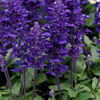 Salvia farinacea - Velocity™ Blue Salvia farinacea - Velocity™ Blue