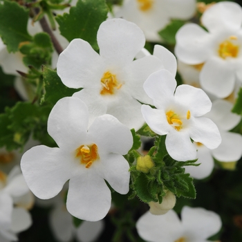Sutera 'Gullivar White' - Scopia™ Bacopa Sutera 'Gullivar White' - Scopia™ Bacopa