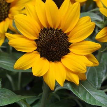 Helianthus annuus 'Miss Sunshine' - Sunflower Helianthus annuus 'Miss Sunshine' - Sunflower