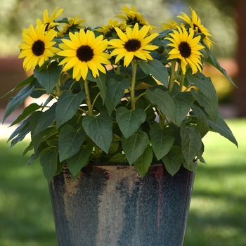 Helianthus 'SunBuzz' - SunBuzz Sunflower Helianthus 'SunBuzz' - SunBuzz Sunflower