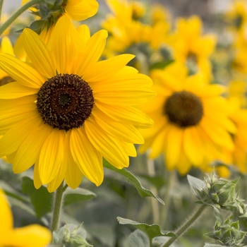 Helianthus 'Sunfinity' - Dwarf Sunflower Helianthus 'Sunfinity' - Dwarf Sunflower