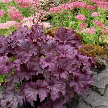 Heuchera 'Grande Amethyst' - Grande Amethyst Coral Bells Heuchera 'Grande Amethyst' - Grande Amethyst Coral Bells