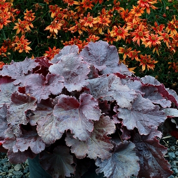 Heuchera 'Northern Exposure Black' - Northern Exposure™ Black Coral Bells