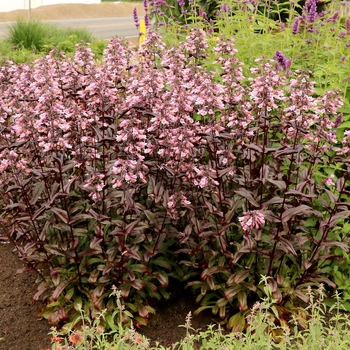 Penstemon 'Dakota Burgundy' - Dakota Burgundy Penstemon Penstemon 'Dakota Burgundy' - Dakota Burgundy Penstemon
