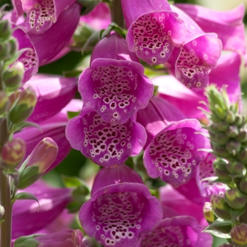 Digitalis purpurea 'Dalmatian Purple' - Dalmatian Foxglove Digitalis purpurea 'Dalmatian Purple' - Dalmatian Foxglove