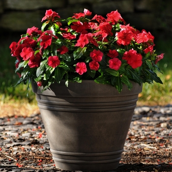 Catharanthus roseus - Titan™ Dark Red Catharanthus roseus - Titan™ Dark Red