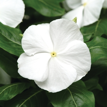 Catharanthus roseus 'Titan Pure White' - Titan™ Vinca Catharanthus roseus 'Titan Pure White' - Titan™ Vinca