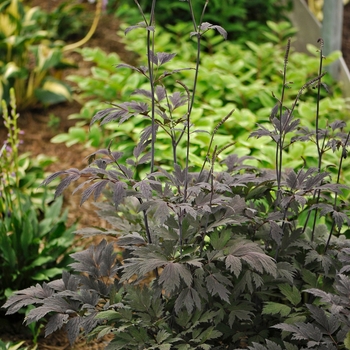 Cimicifuga 'Chocoholic' - Bugbane Cimicifuga 'Chocoholic' - Bugbane