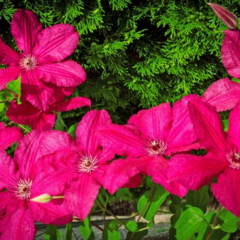 Clematis 'Ernest Markham' - Ernest Markham Clematis