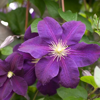 Clematis 'Jackmanii' - Jackmanii Clematis