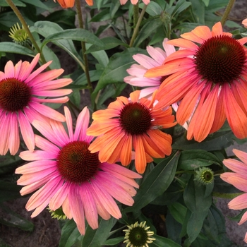 Echinacea purpurea 'Butterfly™ Rainbow Marcella' 'Rainbow Marcella' - Rainbow Marcella Coneflower Echinacea purpurea 'Butterfly™ Rainbow Marcella' 'Rainbow Marcella' - Rainbow Marcella Coneflower