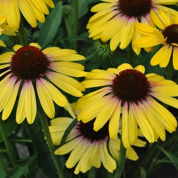 Echinacea purpurea 'Butterfly™ Yellow Rainbow Marcella' - Yellow Rainbow Marcella Coneflower Echinacea purpurea 'Butterfly™ Yellow Rainbow Marcella' - Yellow Rainbow Marcella Coneflower