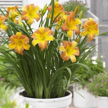 Hemerocallis 'Everydaylily® Punch Yellow' - Everydaylily Punch Yellow Daylily