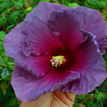 Hibiscus moscheutos 'Grape Sorbet' - Grape Sorbet Hibiscus Hibiscus moscheutos 'Grape Sorbet' - Grape Sorbet Hibiscus