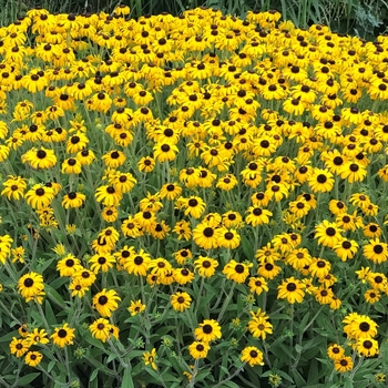 Rudbeckia 'American Gold Rush' - American Gold Black-Eyed Susan