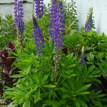 Lupinus perennis - Sundial Lupine Lupinus perennis - Sundial Lupine
