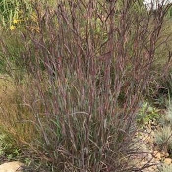 Andropogon gerardii 'Blackhawks' - Blackhawks Big Bluestem