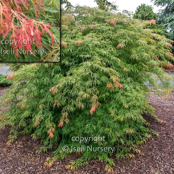 Acer x pseudosieboldianum 'IsIID' - Ice Dragon™ Maple