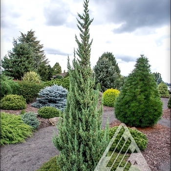 Juniperus chinensis 'Trautman' - Trautman Juniper