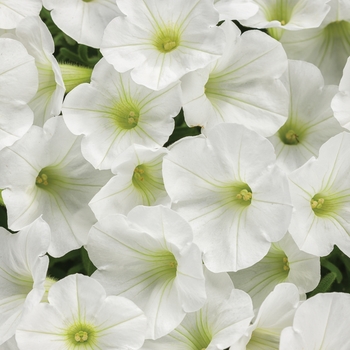 Petunia hybrid - Supertunia® White Charm Petunia hybrid - Supertunia® White Charm