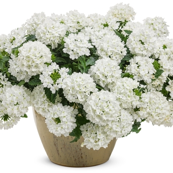 Verbena hybrid - Superbena® Whiteout™ Verbena hybrid - Superbena® Whiteout™