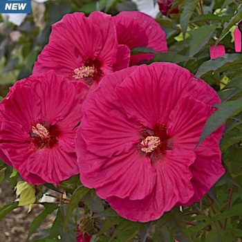 Hibiscus x moscheutos 'Summer In Paradise' - Summer In Paradise Hibiscus